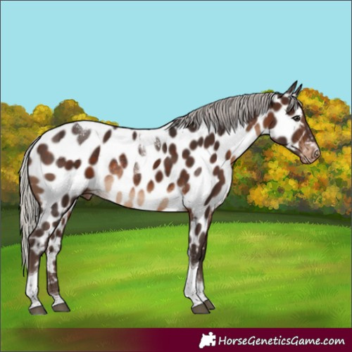Horse Color:Silver Brown Tobiano Appaloosa Rabicano 