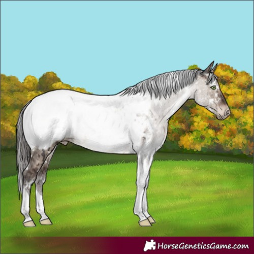 Horse Color:White Spotted Brown Dun Mushroom Tobiano Appaloosa Rabicano Brindle 