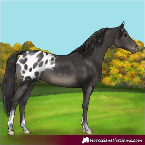 Horse Color:Smoky Black Tobiano Appaloosa Rabicano 