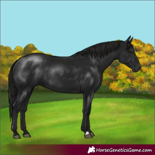 Horse Color:Gray Smoky Black Rabicano