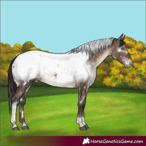 Horse Color:White Spotted Brown Dun Mushroom Tobiano Appaloosa Rabicano Brindle 