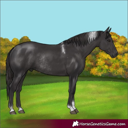Horse Color:Smoky Black Tobiano Rabicano 