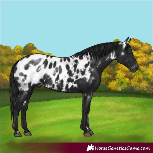 Horse Color:Gray White Spotted Smoky Black Appaloosa 