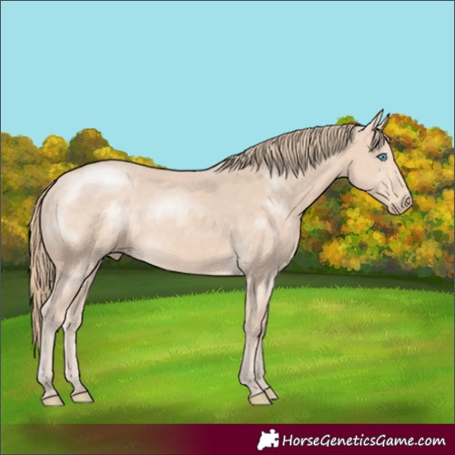Horse Color:Perlino Rabicano 