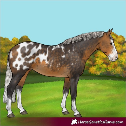 Horse Color:Silver Buckskin Sabino Splash Appaloosa 