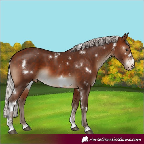 Horse Color:White Spotted Silver Brown Sabino Appaloosa 