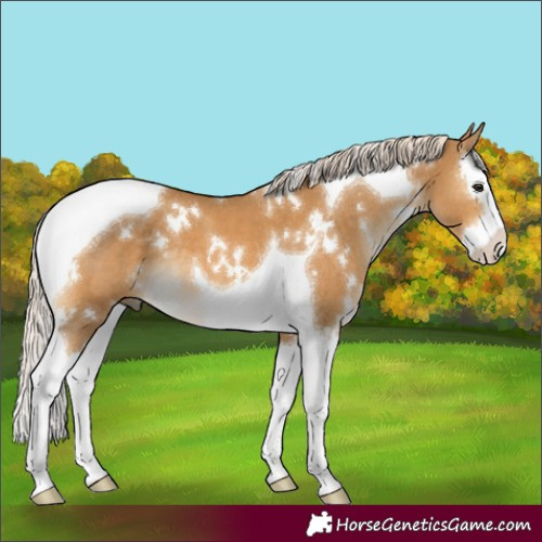 Horse Color:White Spotted Palomino Splash Tobiano 