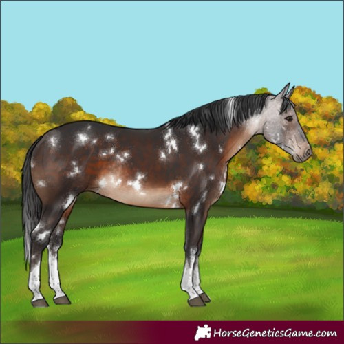 Horse Color:White Spotted Brown Rabicano 