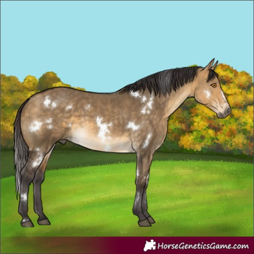 Horse Color:White Spotted Buckskin Dun Rabicano 