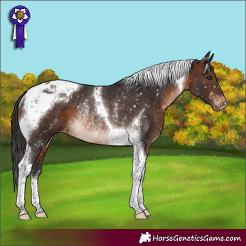 Horse Color:Brown Tobiano Appaloosa Rabicano