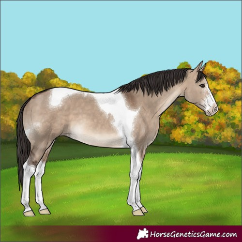 Horse Color:Brown Dun Sabino Tobiano