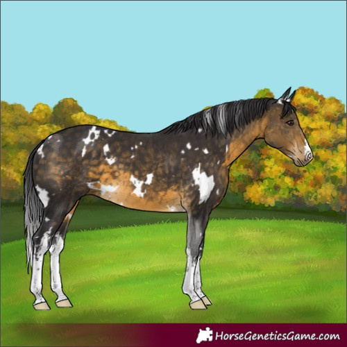 Horse Color:White Spotted Buckskin 