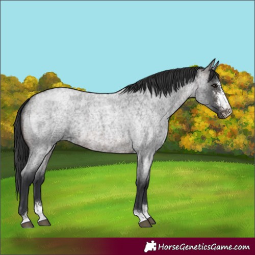 Horse Color:Brown Roan Sabino 