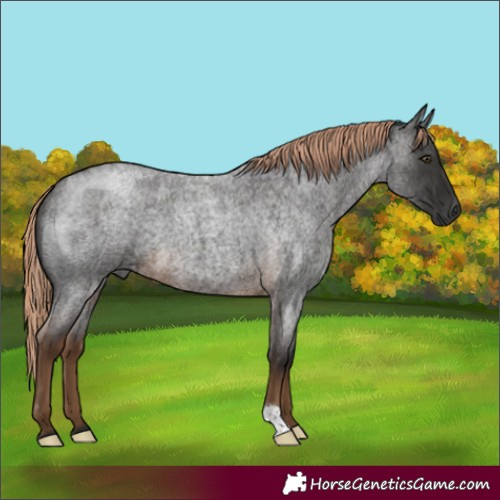 Horse Color:Gray Chocolate Palomino Roan 