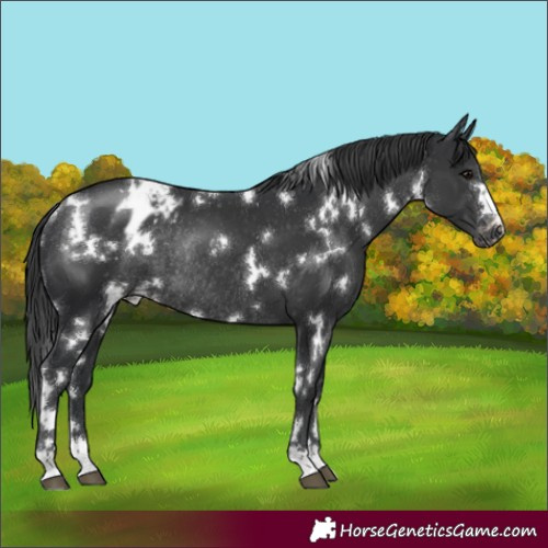 Horse Color:White Spotted Black Appaloosa Rabicano 