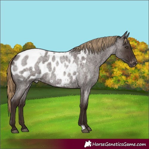 Horse Color:Liver Red Roan Appaloosa 
