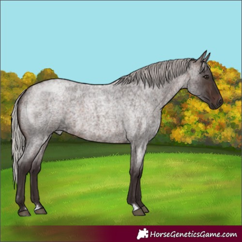 Horse Color:Silver Brown Roan 