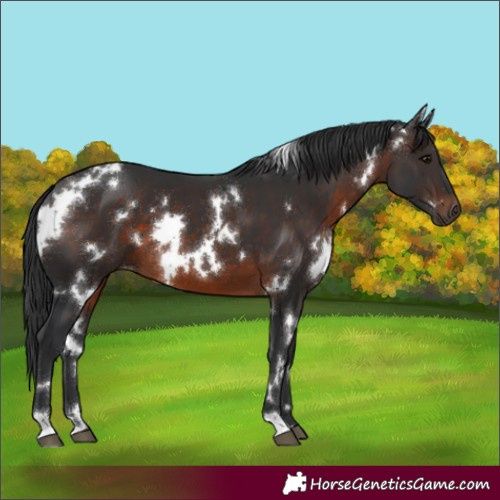 Horse Color:White Spotted Brown