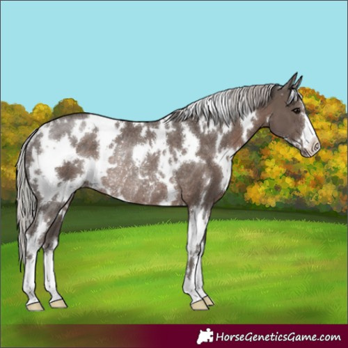 Horse Color:White Spotted Silver Black Rabicano 