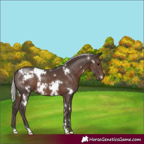 Horse Color:White Spotted Silver Black