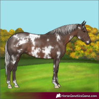 Horse Color:White Spotted Silver Black