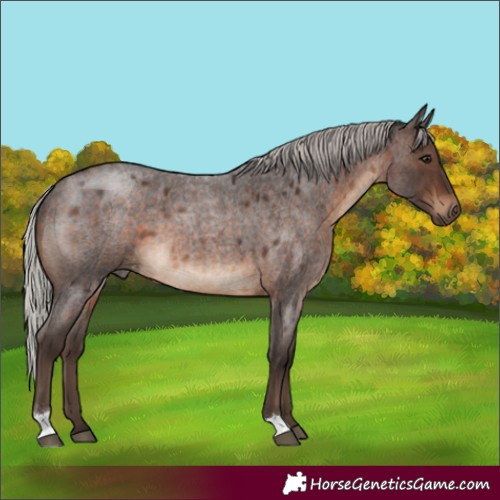 Horse Color:Silver Brown Roan 