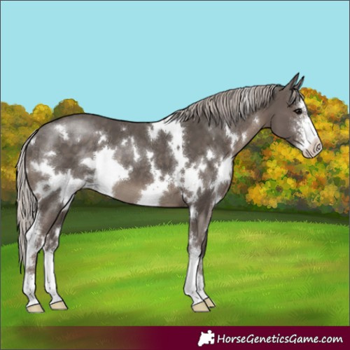 Horse Color:White Spotted Silver Black Sabino