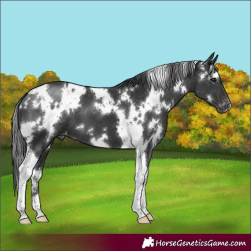 Horse Color:White Spotted Black Tobiano Appaloosa 