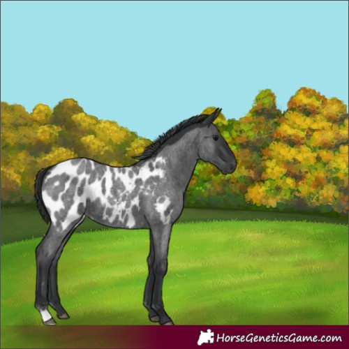 Horse Color:Blue Roan Appaloosa