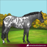 Horse Color:Blue Roan Appaloosa