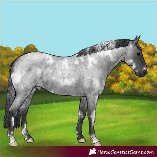 Horse Color:White Spotted Blue Roan 