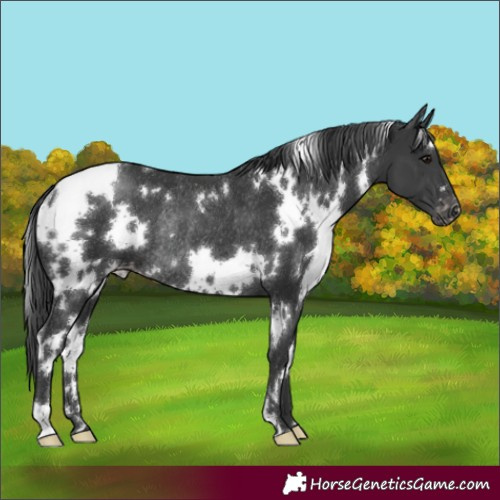 Horse Color:White Spotted Black Appaloosa Rabicano 