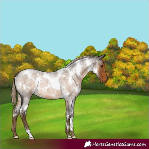 Horse Color:White Spotted Chocolate Palomino Roan 