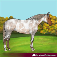 Horse Color:White Spotted Chocolate Palomino Roan 