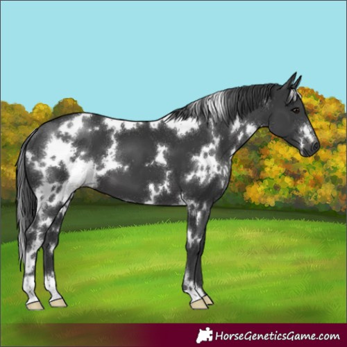 Horse Color:White Spotted Black