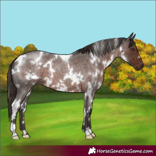 Horse Color:White Spotted Liver Red Roan 
