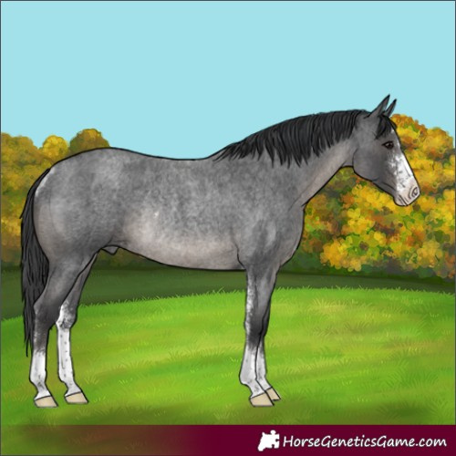 Horse Color:Blue Roan Sabino Rabicano 