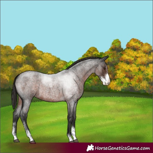 Horse Color:Liver Red Roan Sabino Appaloosa