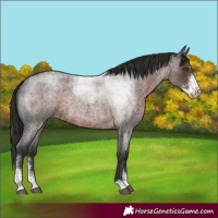 Horse Color:Liver Red Roan Sabino Appaloosa