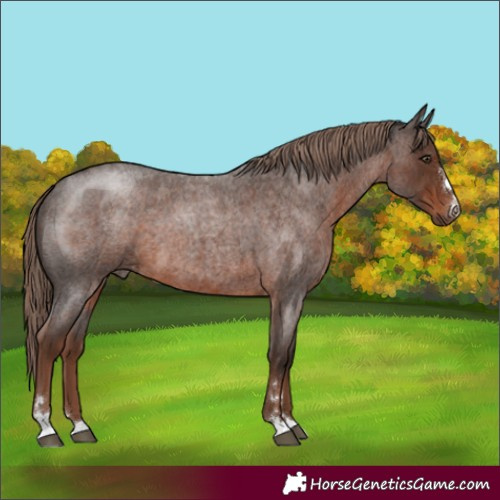 Horse Color:Liver Red Roan 