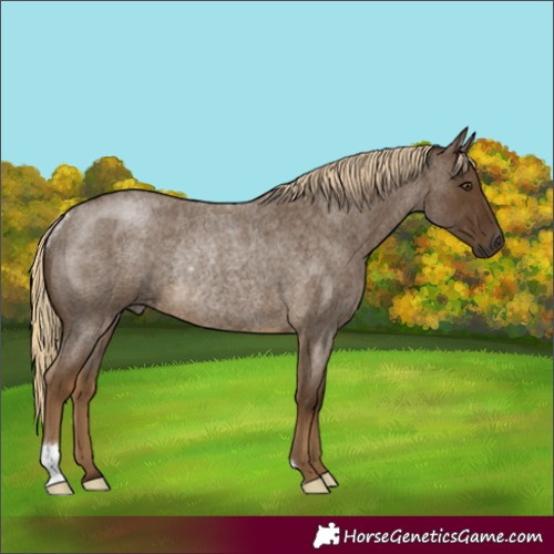 Horse Color:Chocolate Palomino Roan Rabicano 