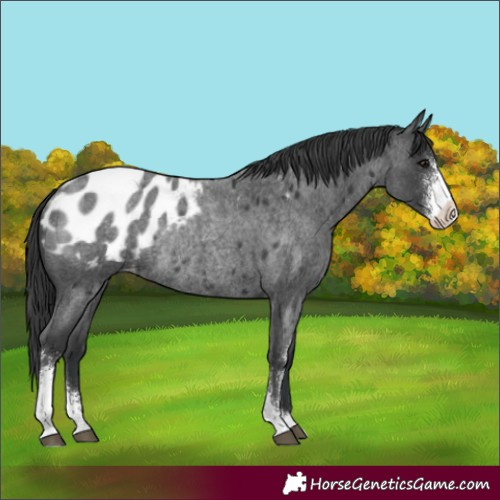 Horse Color:Blue Roan Sabino Appaloosa Rabicano