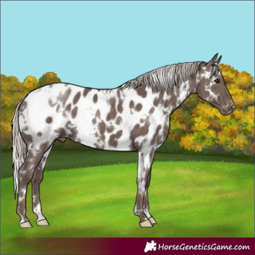 Horse Color:White Spotted Silver Black Appaloosa 