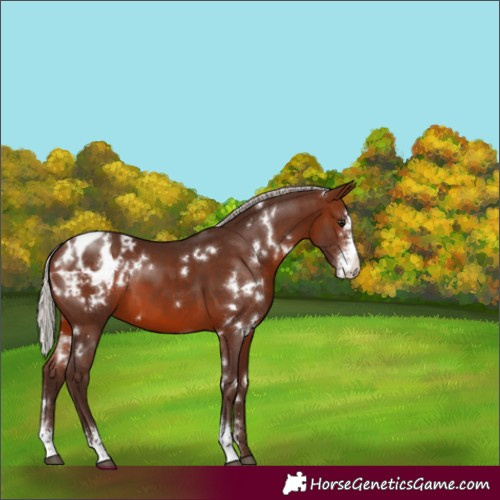 Horse Color:White Spotted Silver Brown Sabino Appaloosa 