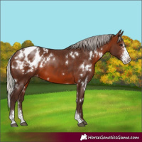 Horse Color:White Spotted Silver Brown Sabino Appaloosa 