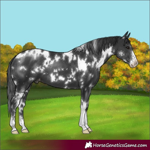 Horse Color:White Spotted Black Sabino Appaloosa 