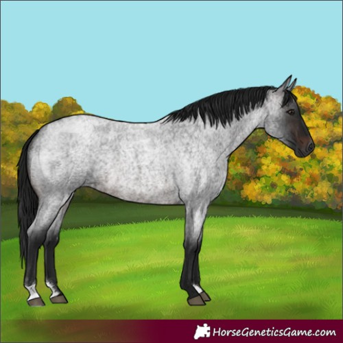 Horse Color:Gray Brown Roan 