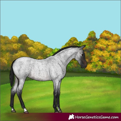 Horse Color:Gray Brown Roan 