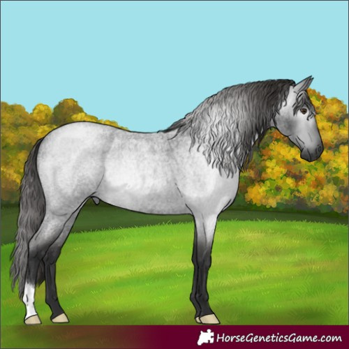 Horse Color:Gray Liver Red Roan 