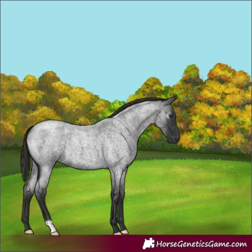 Horse Color:Gray Liver Red Roan